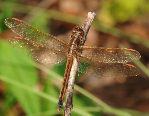 Female
2009_08_09_FL